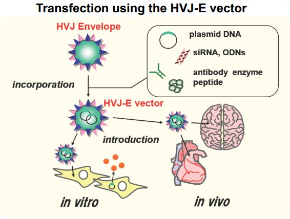 Cosmo bio转染精品—— GenomONETM HVJ‐E Transfection Kits  